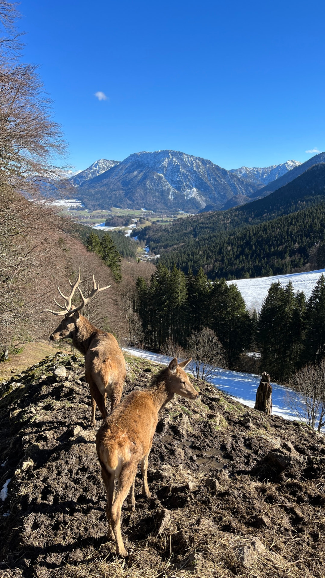 Rotwild im winterlichen Chiemgau